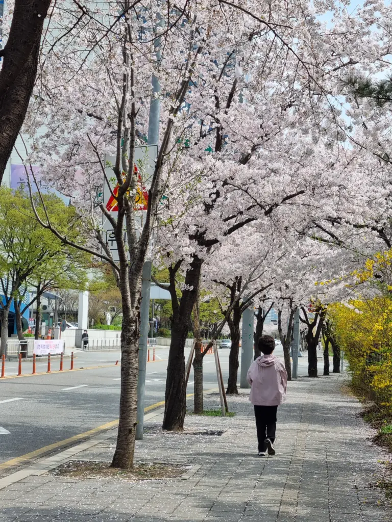 여의도 벚꽃 축제