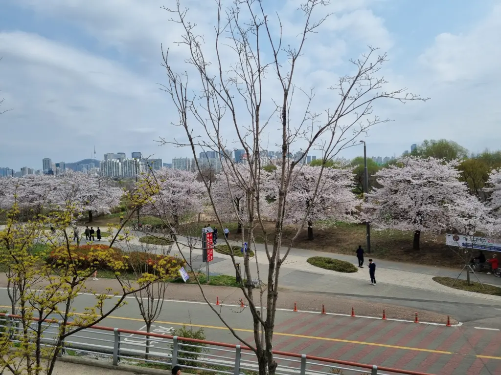 여의도 벚꽃 축제