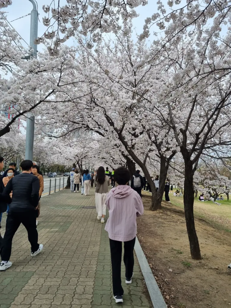 여의도 벚꽃 축제