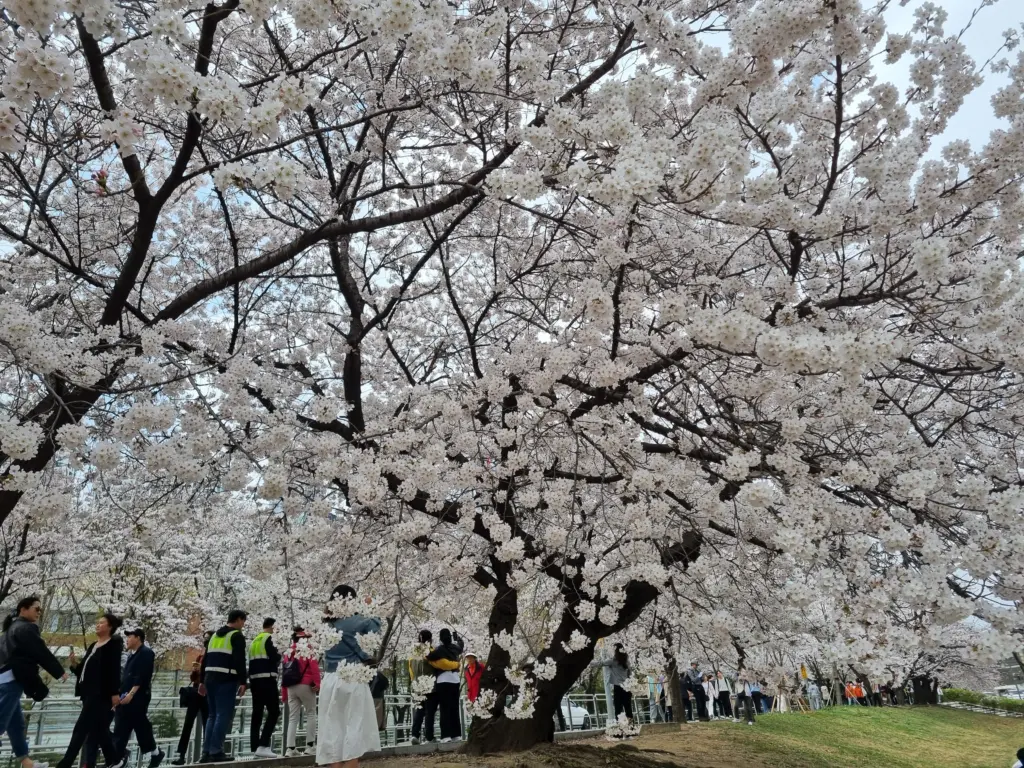 여의도 벚꽃 축제