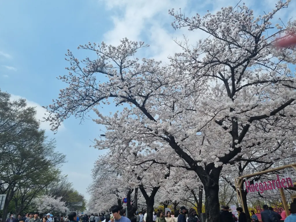 여의도 벚꽃 축제