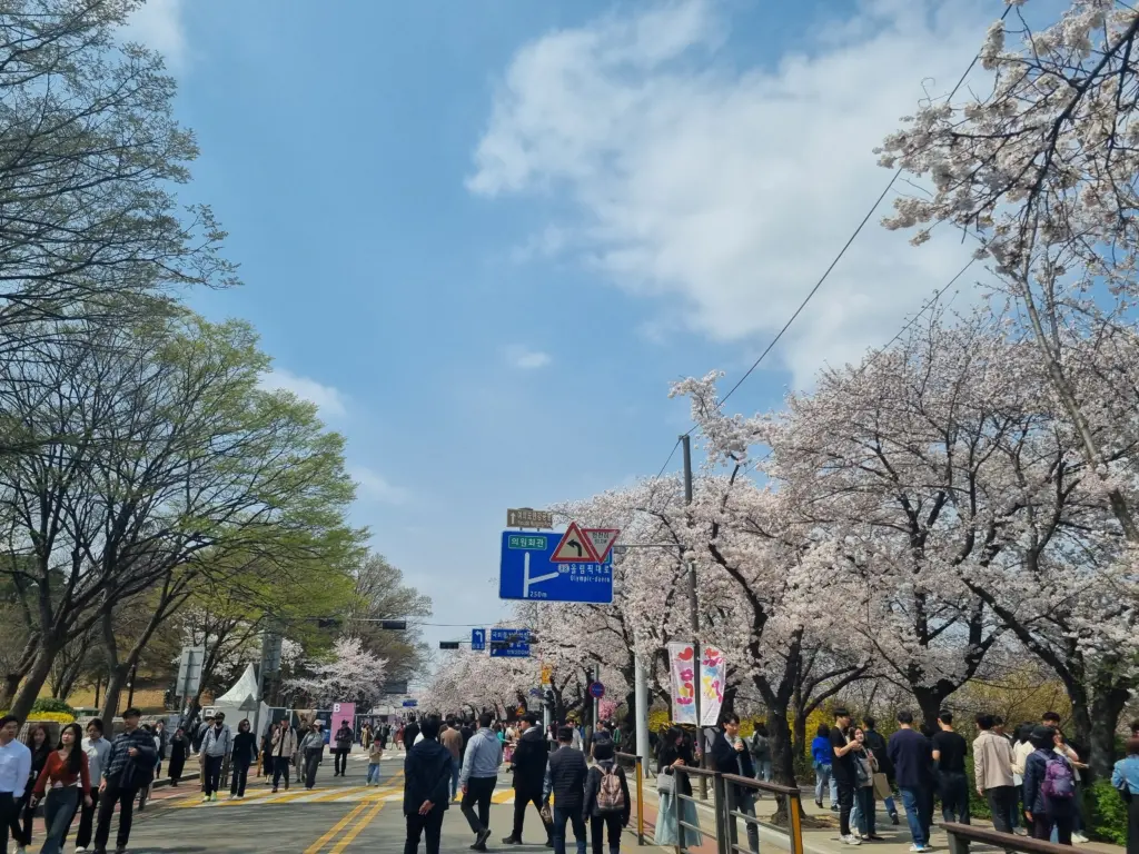 여의도 벚꽃 축제