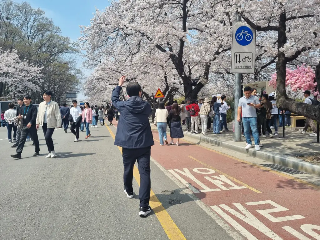 여의도 벚꽃 축제