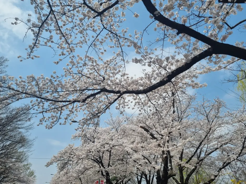 여의도 벚꽃 축제