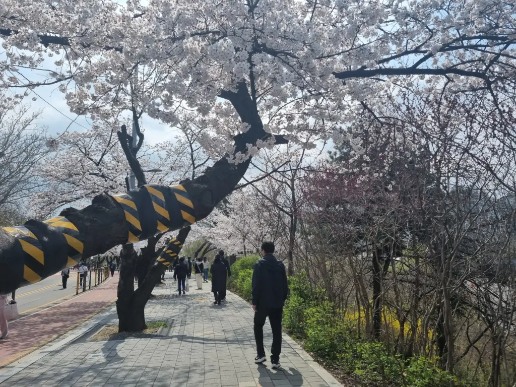 여의도 벚꽃 축제