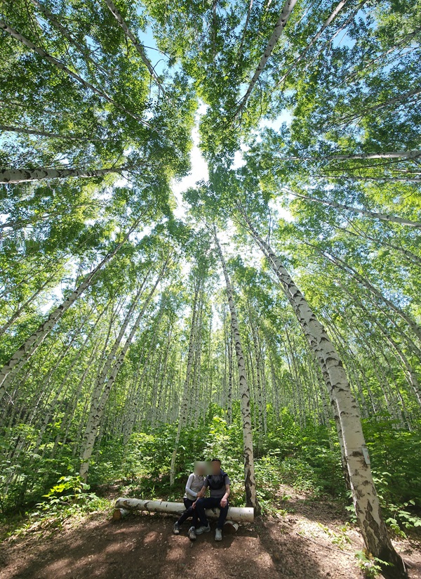 강원도 인제 가볼 만한 곳 원대리 자작나무숲: 자연 속의 힐링 장소